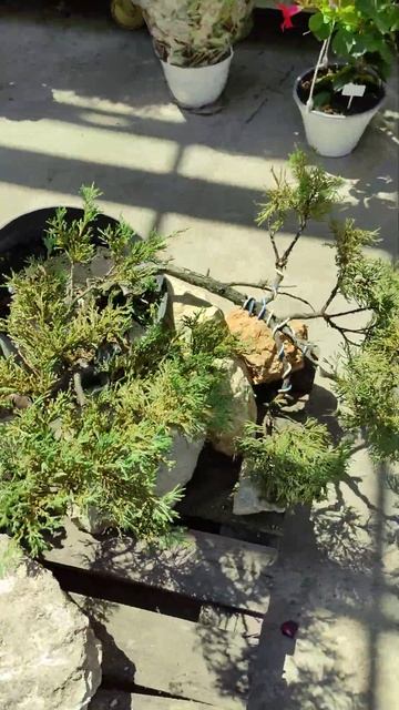 немного под формировали можжевельник Андорра компактна #сад #garden #дача