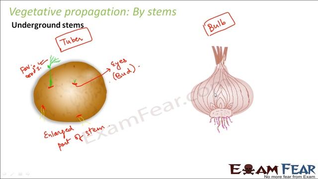 Biology Reproduction in Plants Part 7 (Vegetative Propagation by Stems, Leaves) Class 7 VII смотреть онлайн