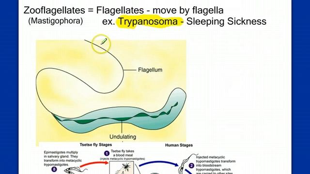 Protists review смотреть онлайн