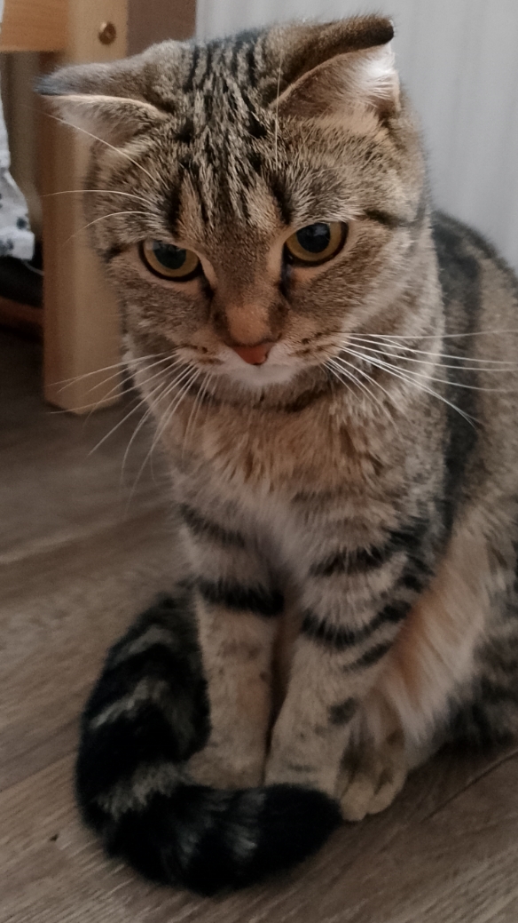 Кошачья жизнь. Часть 1