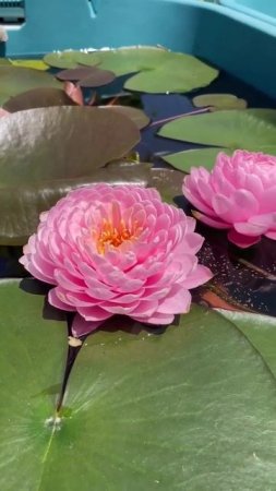 Water Lily/ Planted Fish Tank#fish##plantedtank#shorts#fishtank#swimforthedream