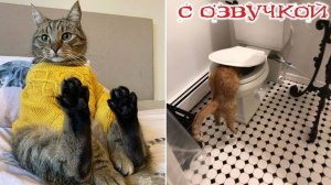 Приколы с котами! СМЕШНЫЕ КОТЫ С ОЗВУЧКОЙ! Самые Смешные Животные!