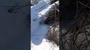 Моя жимолость сломалась под толщей снега.