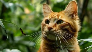 По следам рыжего кота: он побывал везде!