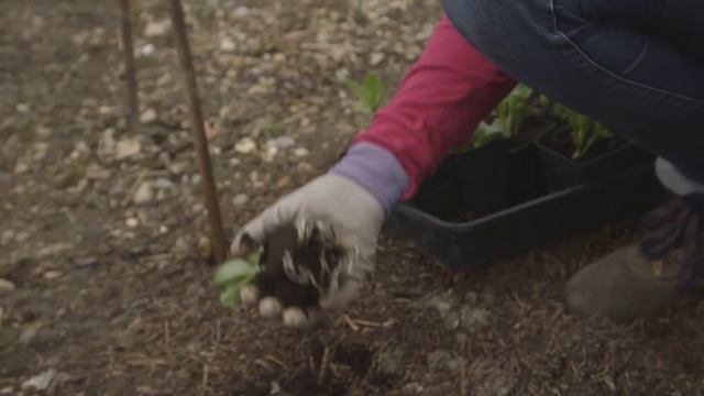 Tips for growing vegetables in March - Which? Gardening смотреть онлайн