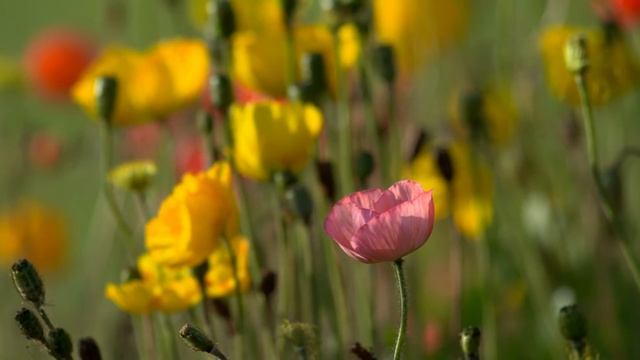 Мое измененное видео смотреть онлайн