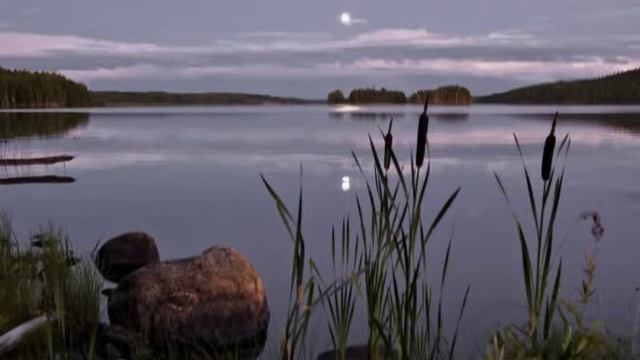 Камыши смотреть онлайн