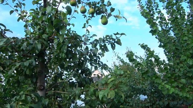 Груша ЭРИКА: один из самых вкусных и востребованных зимних сортов смотреть онлайн
