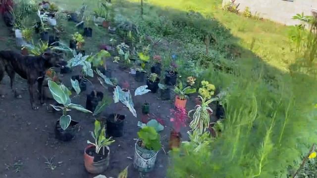 Vlog414: 500 SQM FARM LOT WITH A HOUSE WITH MOUNTAIN VIEW FOR SALE IN LIPA CITY BATANGAS смотреть онлайн