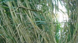 Охота На Утку С Пневматикой. Джордан  в Шоке!