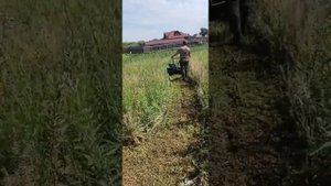 Покос травы мульчером, после дождя.
