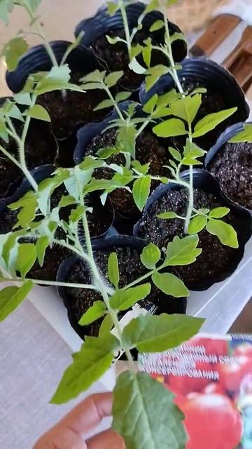 Первый раз купила семена - томатов сорта Комбат 🍅 посев был 18марта 2023г смотреть онлайн