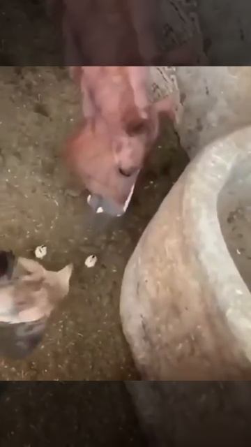 ЛОШАДЬ СЪЕЛА ПТЕНЦА...УЖАС смотреть онлайн