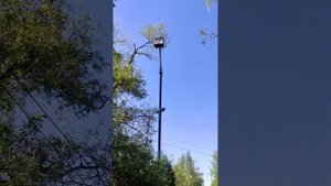 Обрезка тополя с помощью автовышки