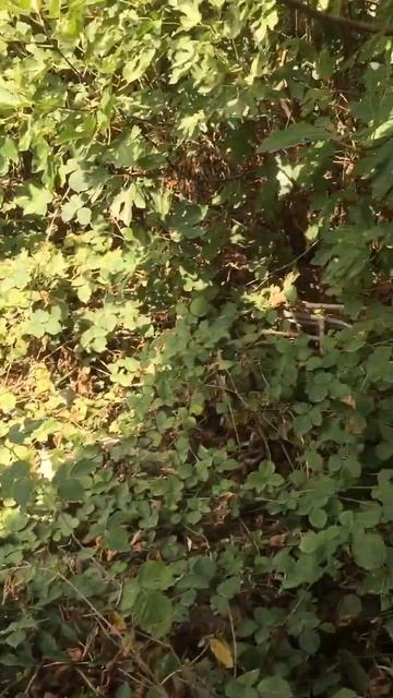 Nuts 🥜 & Walnuts in our Village | My Village Vlog | Village Life | ASMR Village | #shorts смотреть онлайн