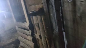 Как живут в русской деревне/Обрезали копыта корове/Вечерняя дойка