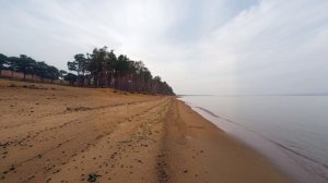 "Сосны на морском берегу"  группа " Кино"