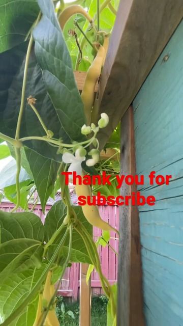 Yellow bean grow at my backyard | moeu garden skill смотреть онлайн