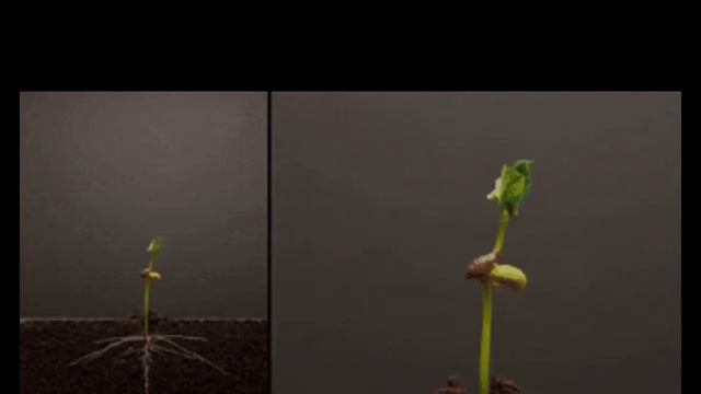 Rhizome Kya Hai? | Rhizome Tuber Bulb Corm | Stem Modifications