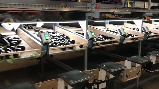 Aweta GS32+1 sorting machine for Eggplant, Zucchini and Pointed Pepper смотреть онлайн