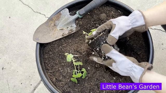 Mexican Sour Gherkin ~ Seed to Harvest { 2022 Vid 52 } смотреть онлайн