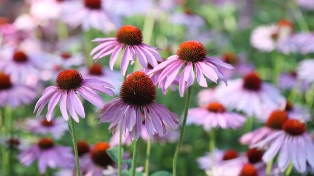 Echinacea plant benefits || Health benefits of echinacea tea смотреть онлайн