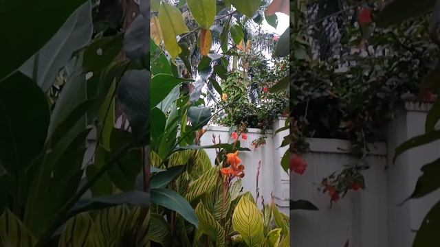 canna Indica flower 🌹#rareflowers смотреть онлайн