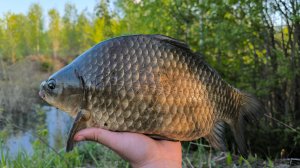 Огромные караси на боковой кивок