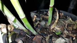 Cattleya Leopoldii alba x alba  #cattleta #leopoldii