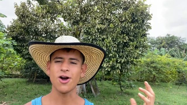 Harvesting Guanabana | Soursop | Graviola (Annona muricata)
