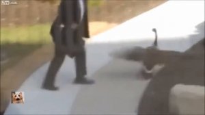 Злой гусь напал на Мужика