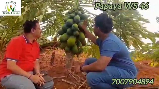 Hybrid Papaya WS 46, Bangalore Karnataka,May, 2024 смотреть онлайн