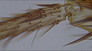 Дрозофила под микроскопом