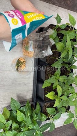 БЕСПЛАТНАЯ ПОДКОРМКА ДЛЯ РАССАДЫ. КОРНЕВАЯ У ПЕРЦЕВ ПРЕТ КАК НА ДРОЖЖАХ!