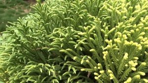 Cryptomeria japonica ´Little Champion´