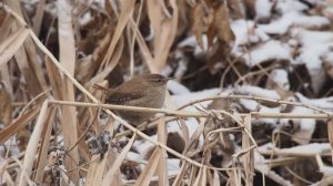Заметки кавказского натуралиста 6.02.25 Ессентуки