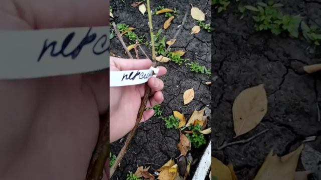 Вот какие саженцы я привез из Крыма для своего сада смотреть онлайн