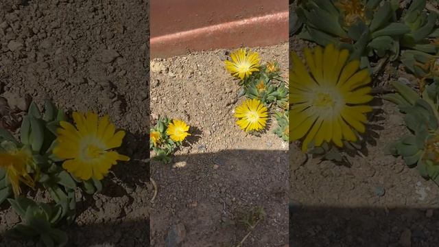 Delosperma Mountain Dewn смотреть онлайн