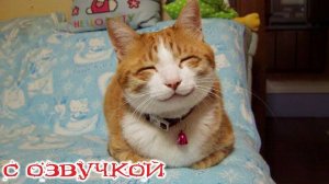 Приколы с котами! САМАЯ СМЕШНАЯ ОЗВУЧКА ЖИВОТНЫХ! Смешные коты!