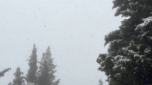 Ялта. Зима пришла, когда не ждали! На ЮБК снежный коллапс! 16 февраля 2025. Крым. Crimea. Yalta.