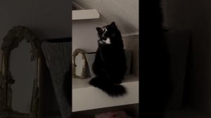 подборка котиков