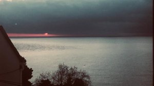 Лев разошелся.