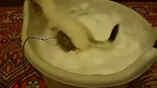 Игривый горностай, Playful ermine смотреть онлайн