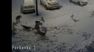 Собачник - головного мозга, почему нельзя прикармливать бродячих собак.