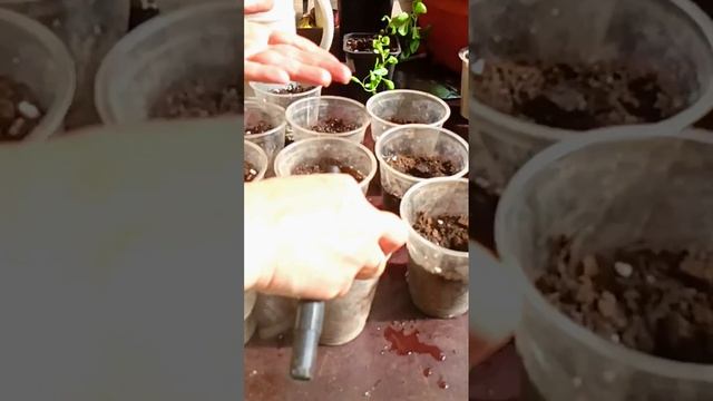 29 апреля 2024 г. Посеяла огурцы. смотреть онлайн