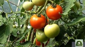 ЭТИ ТОМАТЫ САЖАЮТ 99% ДАЧНИКОВ. Урожай впечатляет. Лучший сорт томатов 2025 года