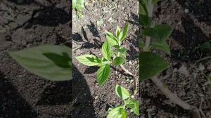 🌸НОРМИРОВКА МЕТЕЛЬЧАТОЙ ГОРТЕНЗИИ В ОТКРЫТОМ ГРУНТЕ ✨