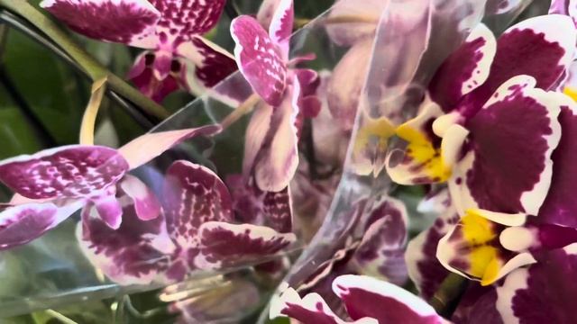 #Огляд#орхідей, #піонів та інших #квітів та рослин в #Украфлорі!Великий #вибір. смотреть онлайн