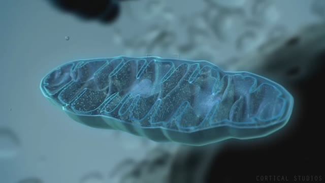 Дыхательная цепь энергетического обмена