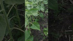 заразиха на подсолнечнике